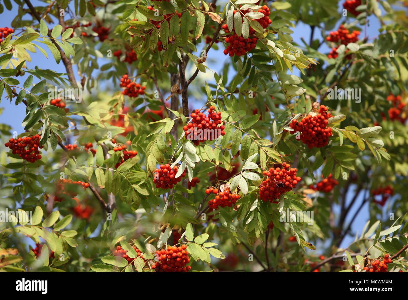 Rowan bunches hi-res stock photography and images - Alamy