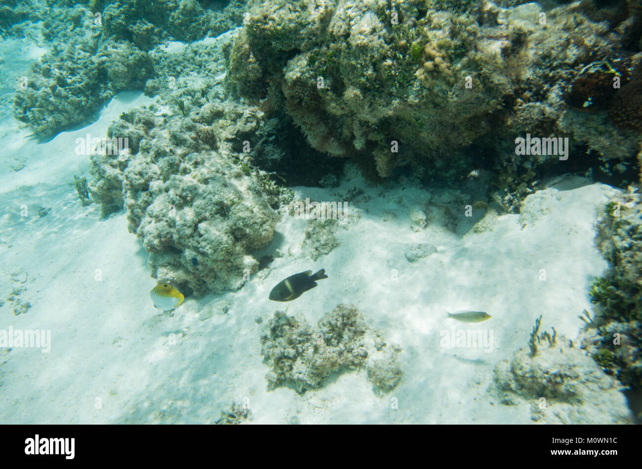 Threadfin butterflyfish and other tropical fish in the shallow coral reef off the shoreline of Yejele Beach in Tadine, Mare, New Caledonia Stock Photo