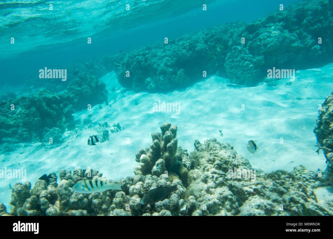 Picasso triggerfish, six bar wrasse and damselfish in the shallow coral reef off the shoreline of Yejele Beach in Tadine, Mare, New Caledonia Stock Photo