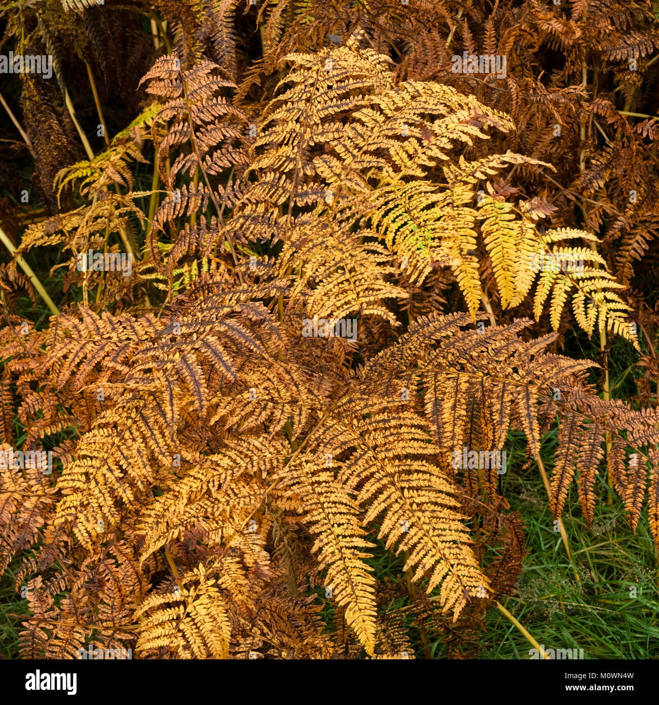 Pteridium aquilinum hi res stock photography and images Alamy Pteridium aquilinum hi res stock photography and images Alamy