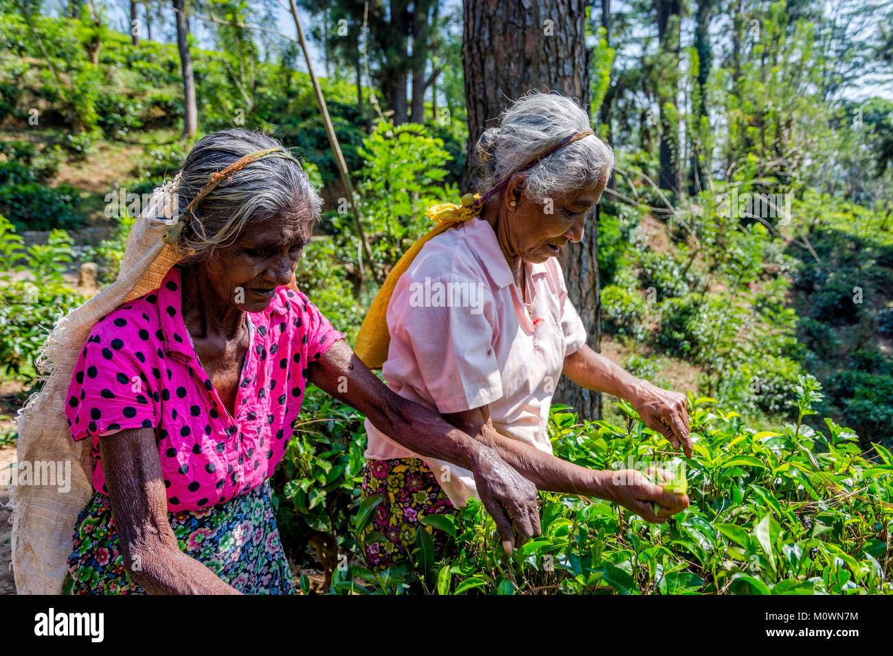 KANDY, SRI LANKA - FEBRUARY 8: Two old ladies plucking aka picking tea in the plantation. February 2017 Stock Photo