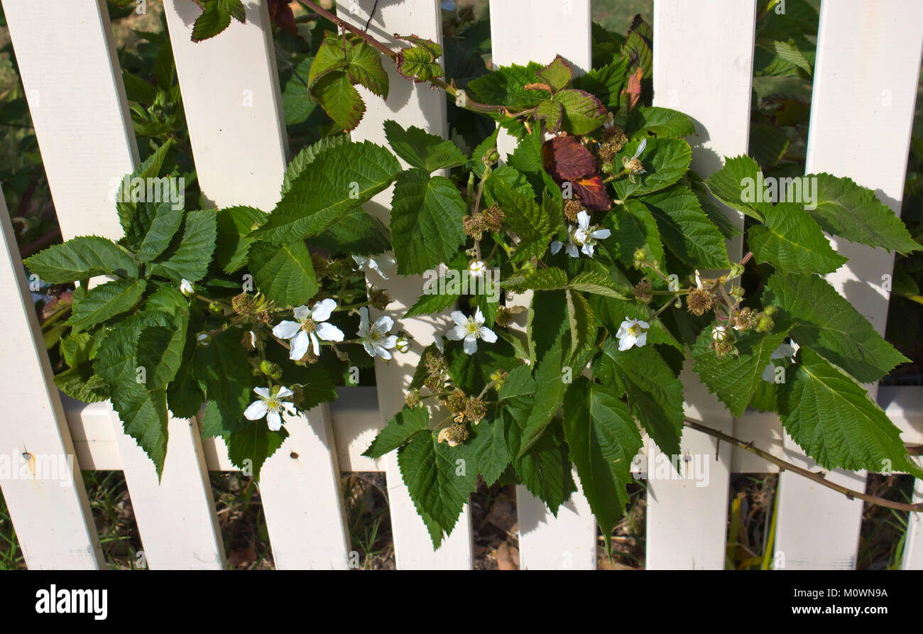White flowers of Youngberry , a complex hybrid between three species