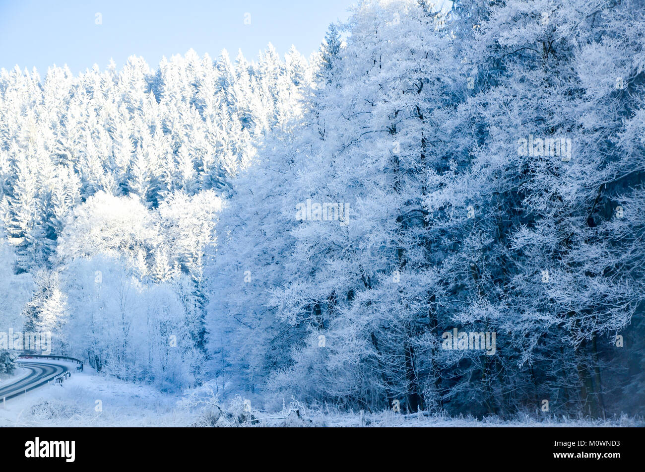 Snow-covered road and forest in winter. Sunlight scene usable for traffic information with clearance for text Stock Photo