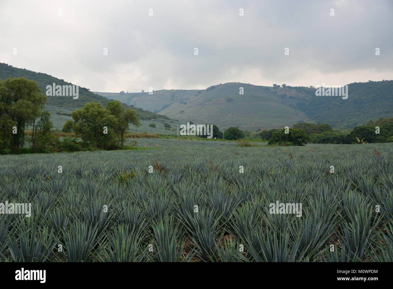 Fields of blue agave for Tequila production around Tequila town, Mexico