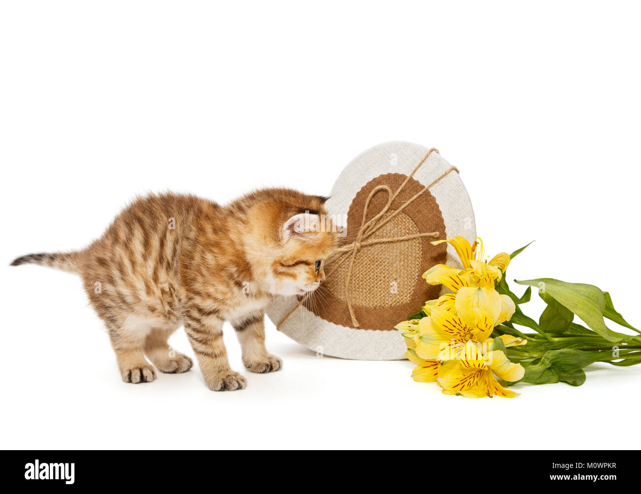 British kitten, gift box and flowers isolated on white Stock Photo