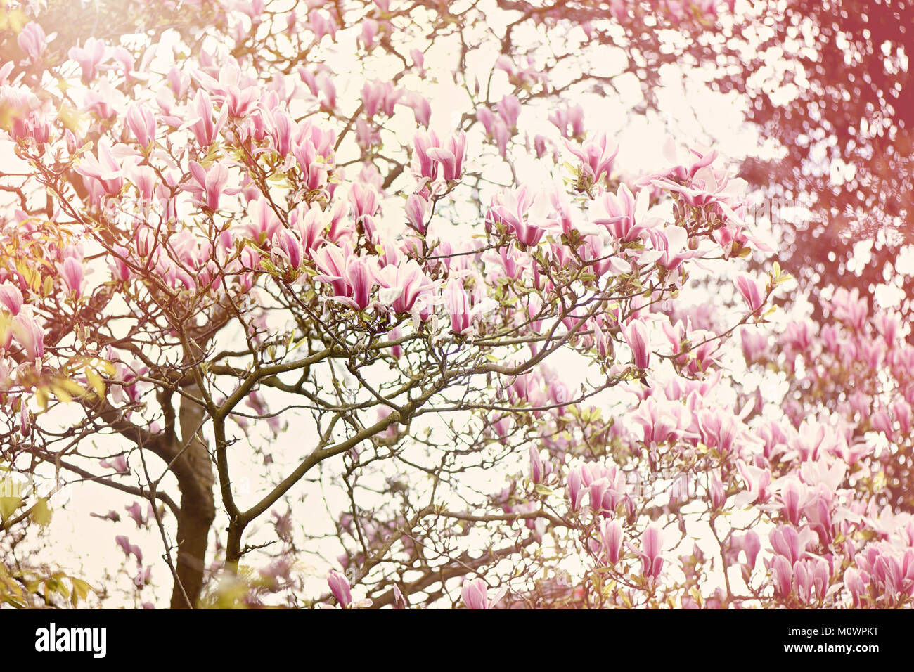 Spring flowering magnolia tree with pink flowers in hazy sunshine Stock Photo
