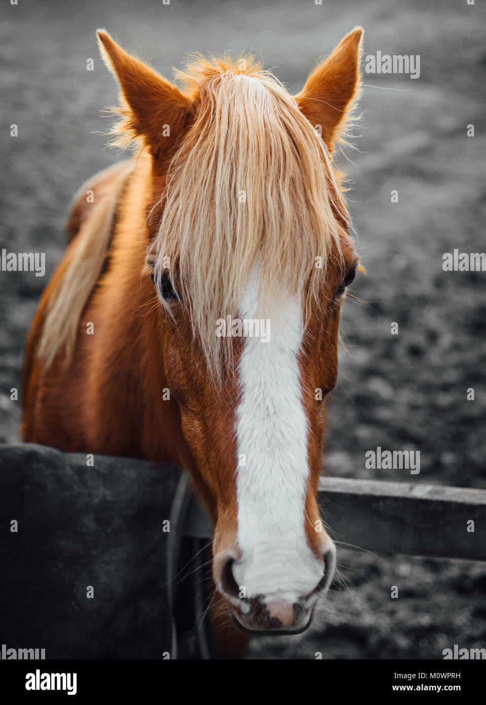 Golden Caramel Horse Stock Photo Alamy