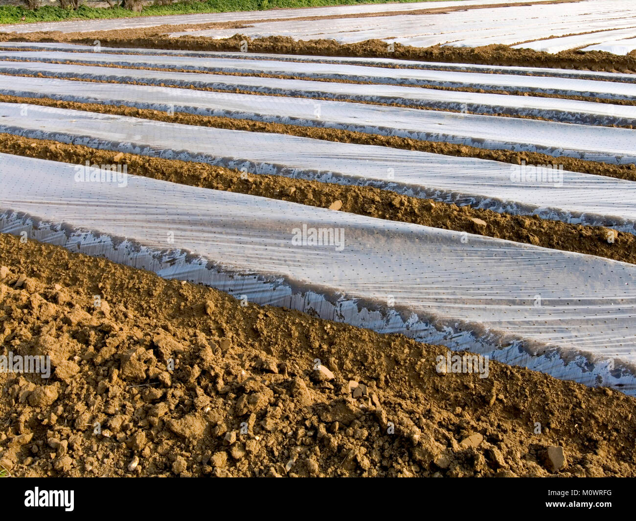 Raised field agriculture hi-res stock photography and images - Alamy