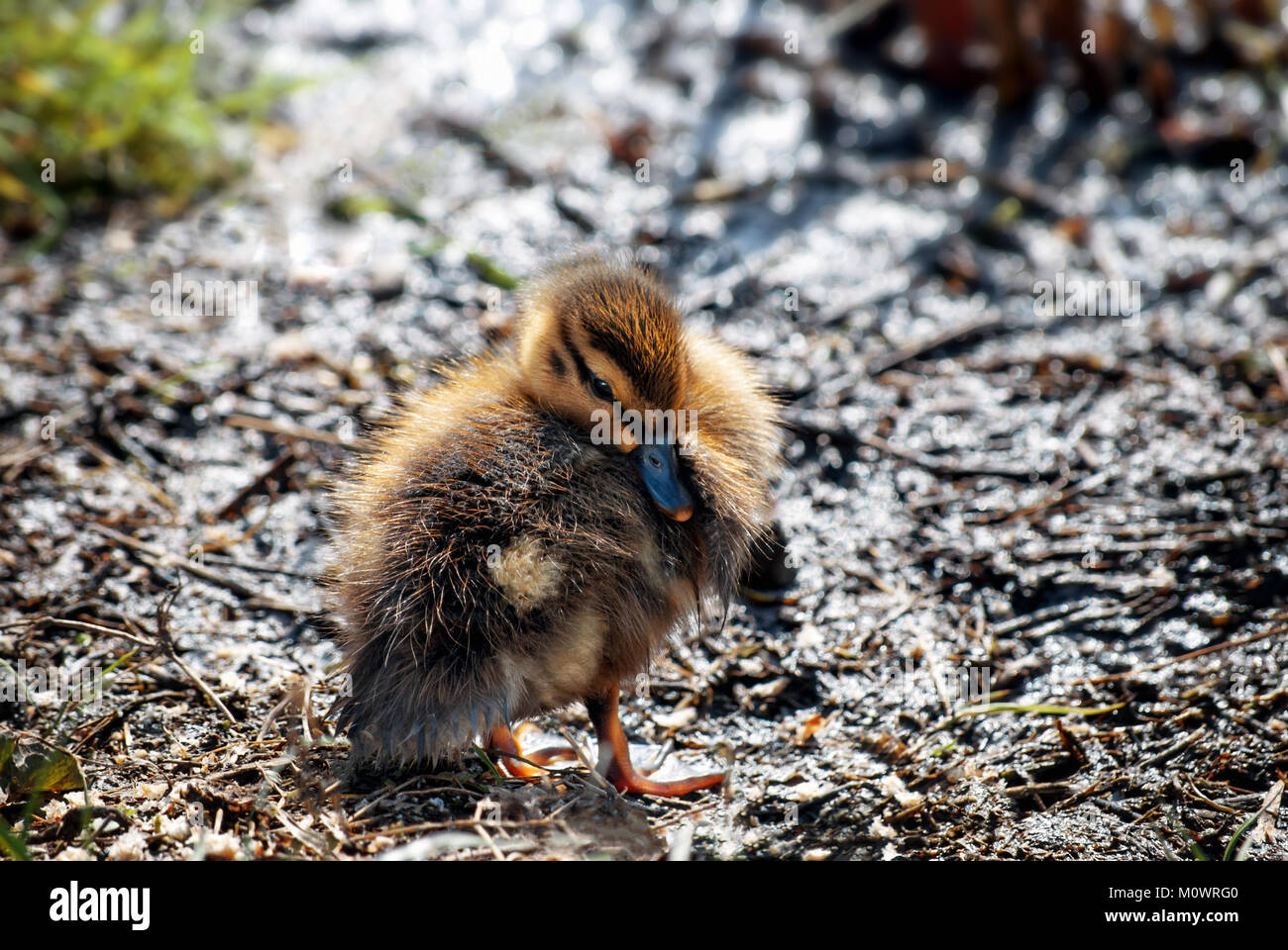 A fluffy Mallard duckling in brown and gold hues on a muddy bank in Spring, with dappled sunlight. Stock Photo