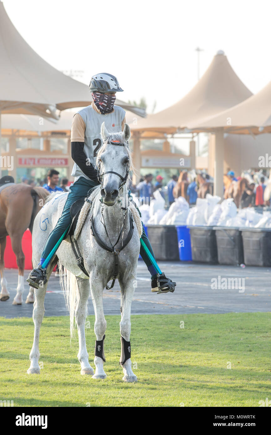 Dubai, UAE - Sep 30, 2017: Beautiful grey Arab horse getting ready for an endurance race. Stock Photo