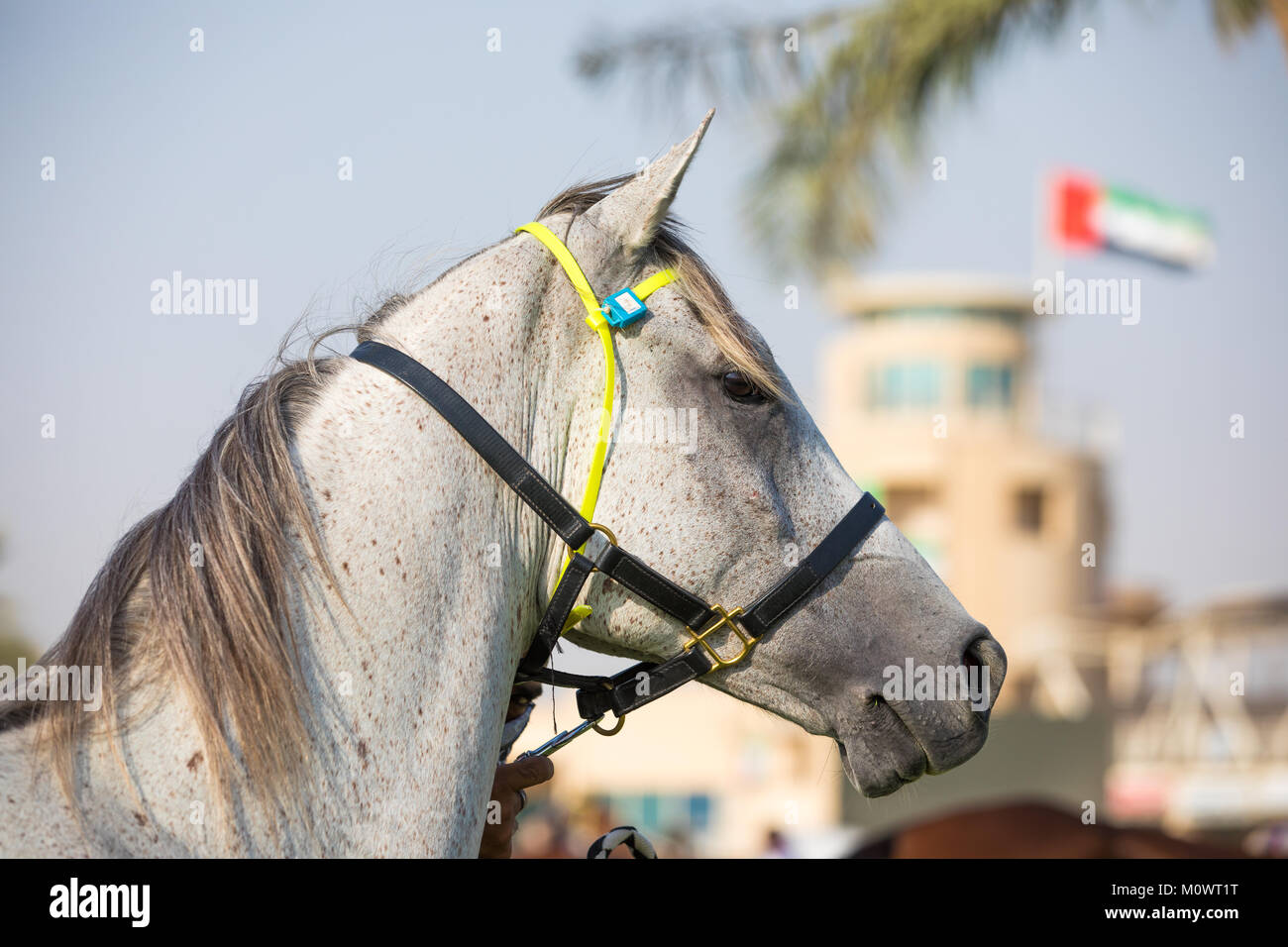 Beautiful grey Arab horse with a UAE flag in the background. Dubai, UAE. Stock Photo
