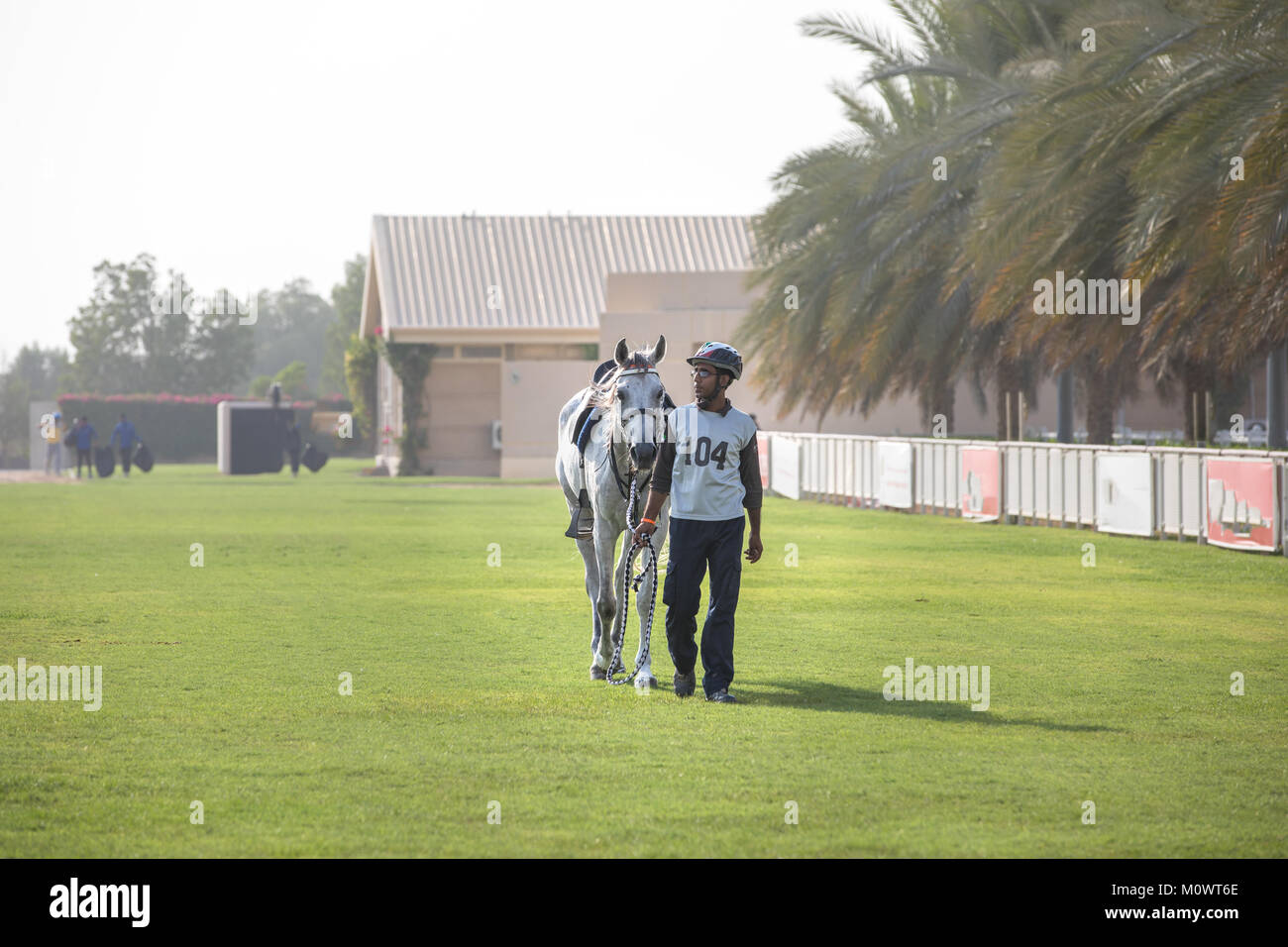 Dubai, UAE - Sep 30, 2017: Beautiful Arab horse getting ready for an endurance race. Stock Photo