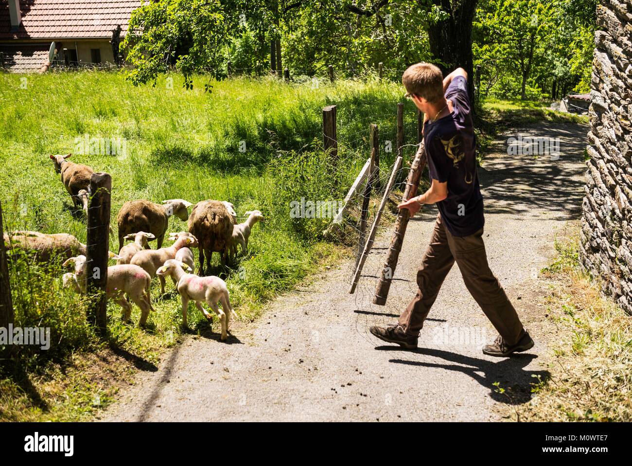 France,Ardeche,Laval-d'Aurelle,Pierre-Thibault Louche,Chestnut grower Stock Photo