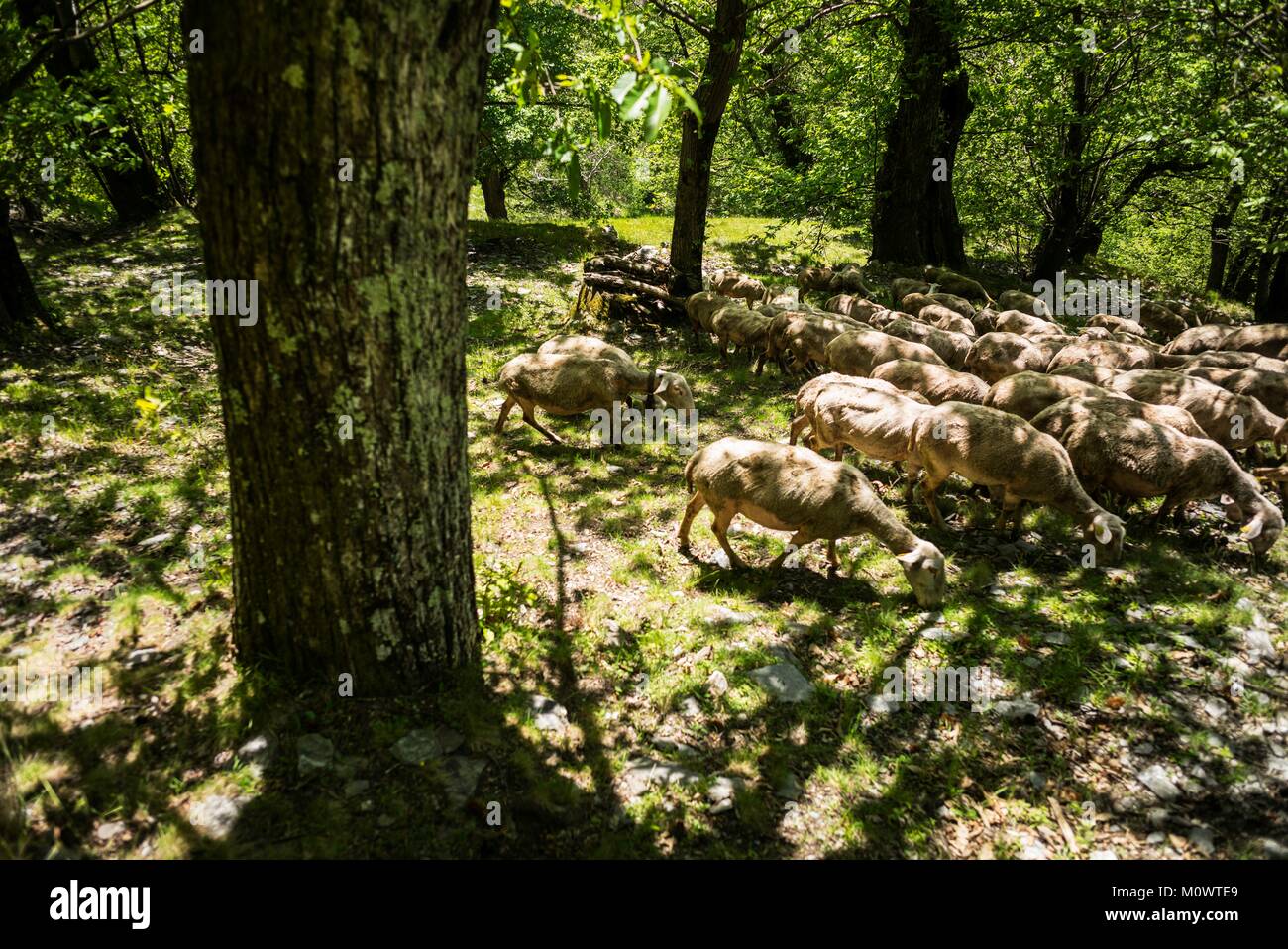 France,Ardeche,Laval-d'Aurelle,Pierre-Thibault Louche,Chestnut grower Stock Photo