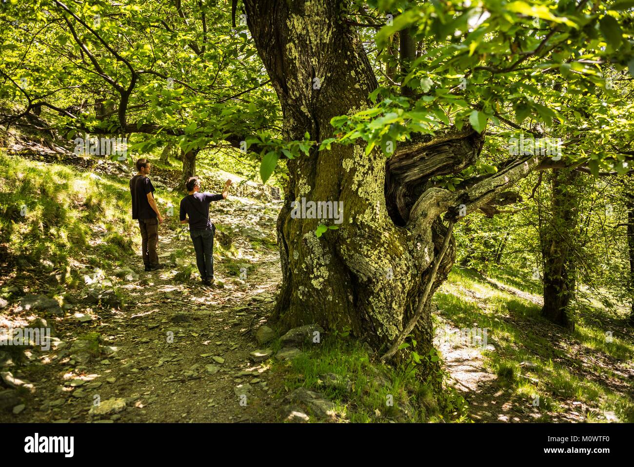 France,Ardeche,Laval-d'Aurelle,Pierre-Thibault Louche,Chestnut grower Stock Photo