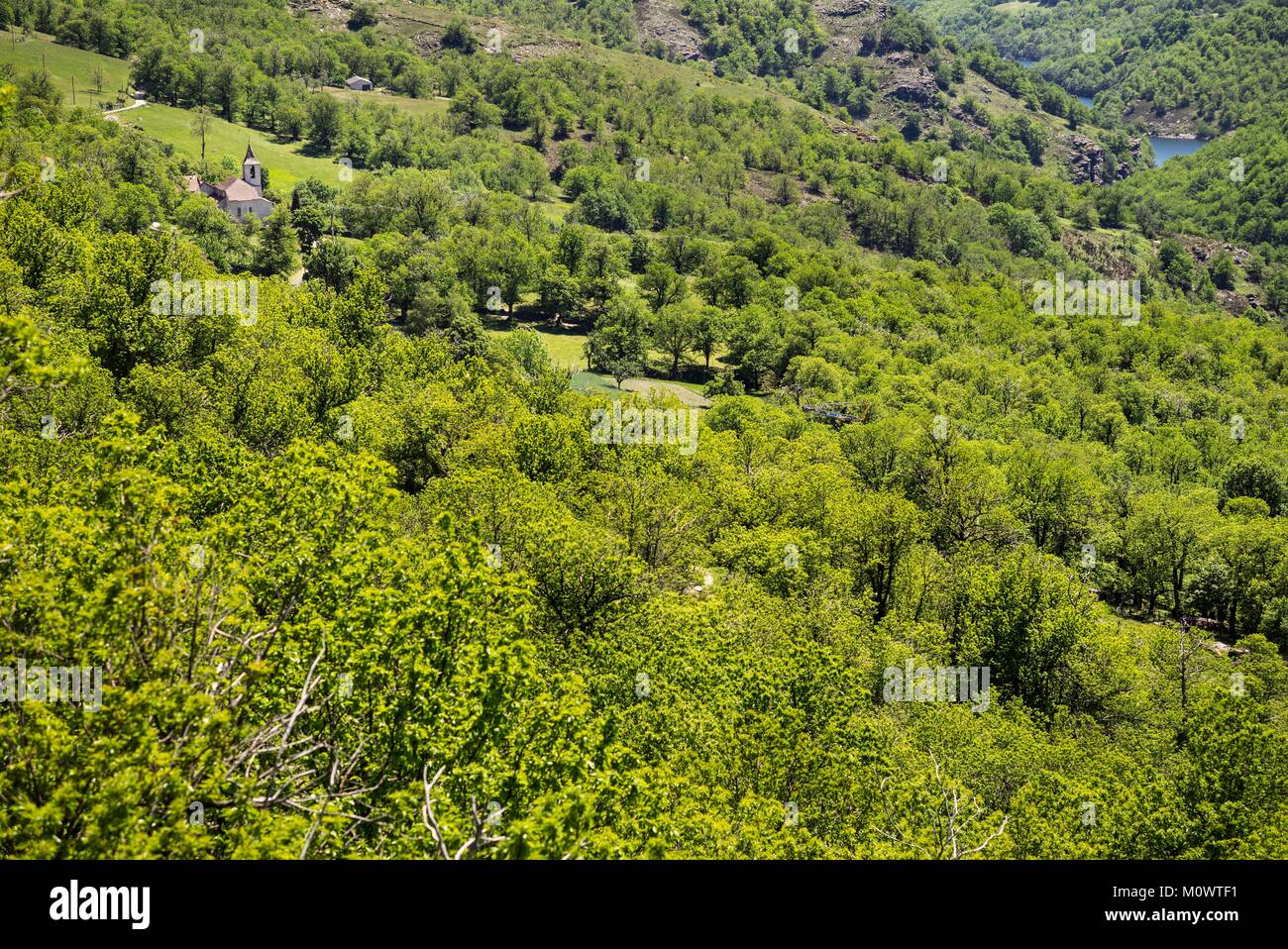 France,Ardeche,Laval-d'Aurelle,Pierre-Thibault Louche,Chestnut grove Stock Photo