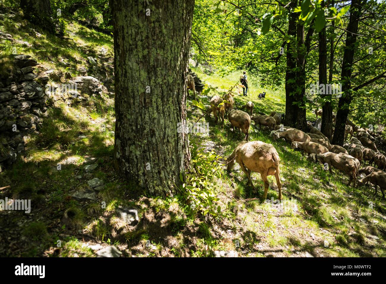 France,Ardeche,Laval-d'Aurelle,Pierre-Thibault Louche,Chestnut grower Stock Photo