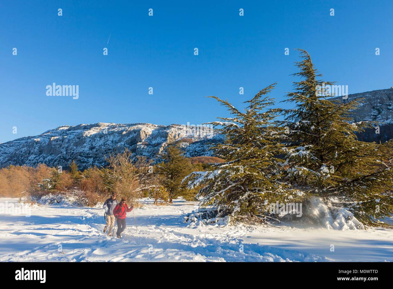 France,Var,Green Provence,Massif of Sainte Baume,national forest of La