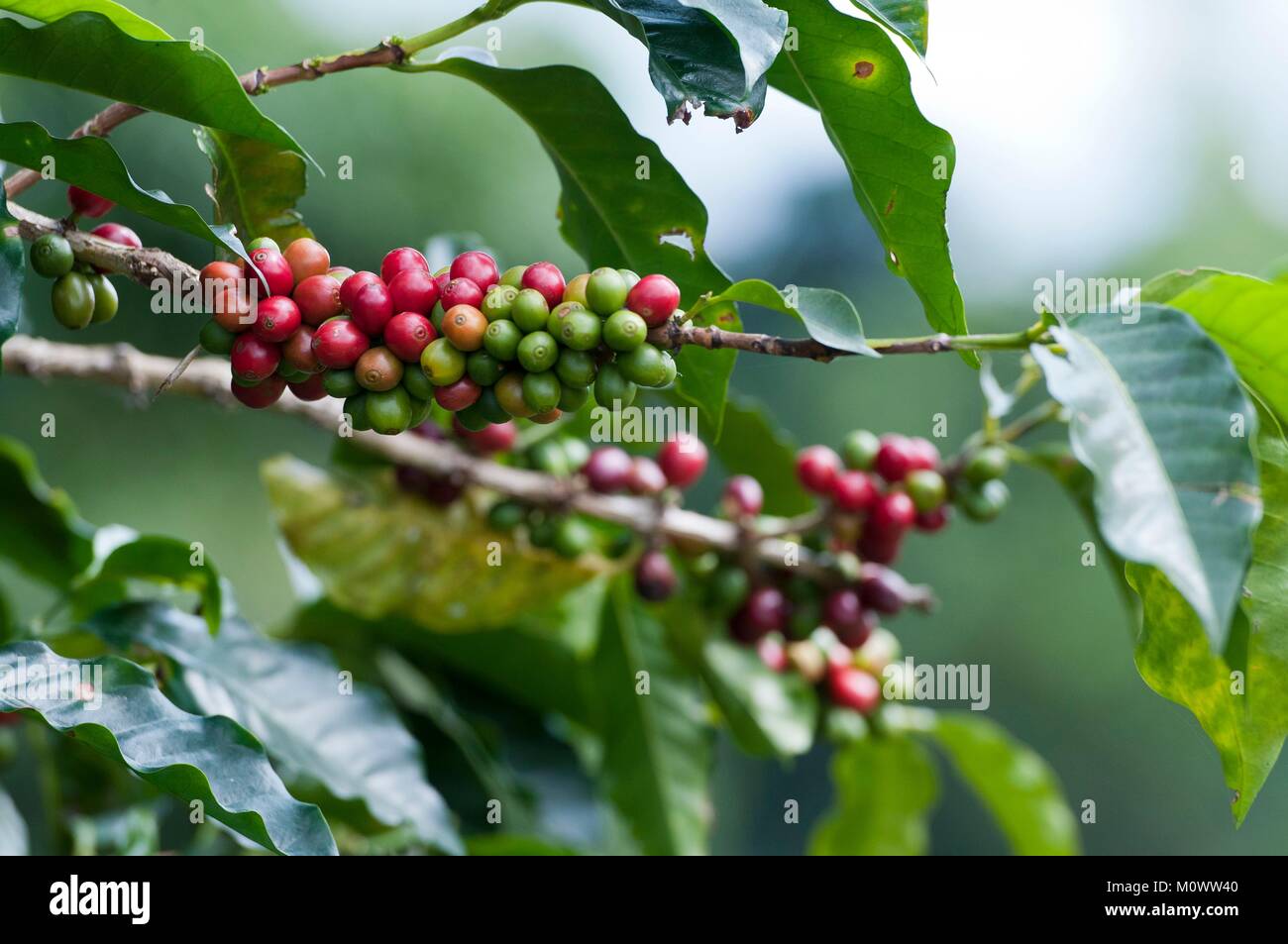 Costa Rica,Alajuela Province,Alajuela,Doka coffee plantation Stock Photo