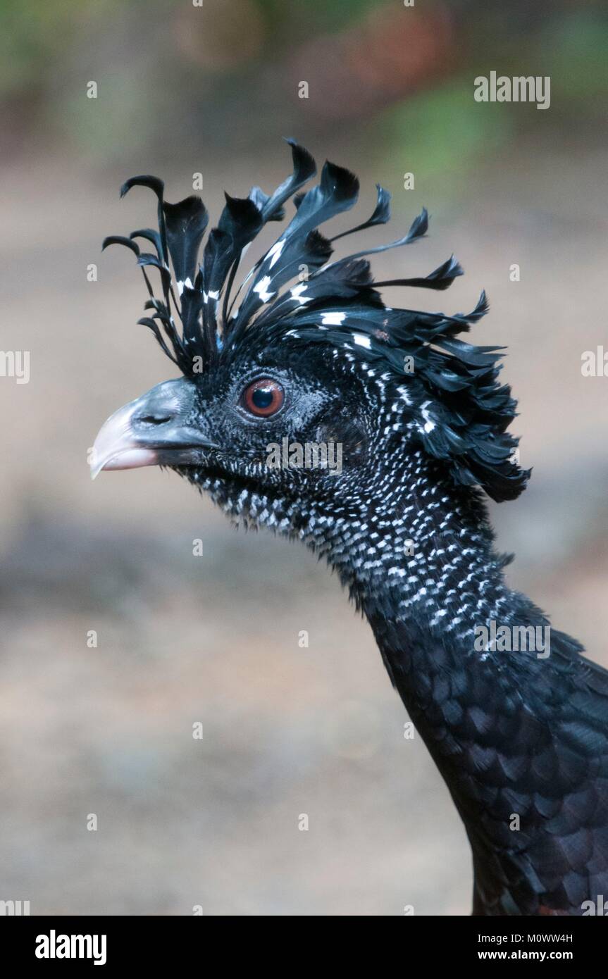 Costa Rica, Puntarenas Province, Osa Peninsula, Piedras Blancas National Park, Osa Wildlife Sanctuary, Great Curassow (Crax rubra) Stock Photo