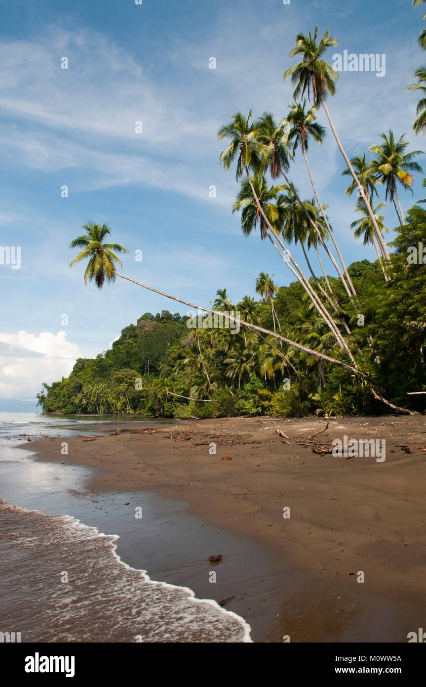 Costa Rica,Puntarenas Province,Osa Peninsula,Piedras Blancas National Park,Osa Wildlife Sanctuary Stock Photo