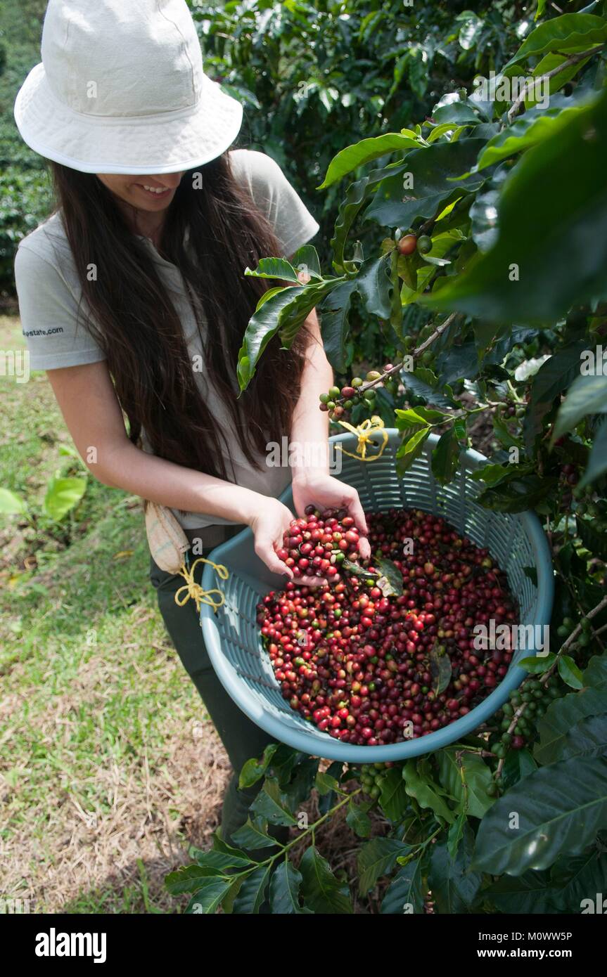 Costa Rica,Alajuela Province,Alajuela,Doka coffee plantation,picking Stock Photo