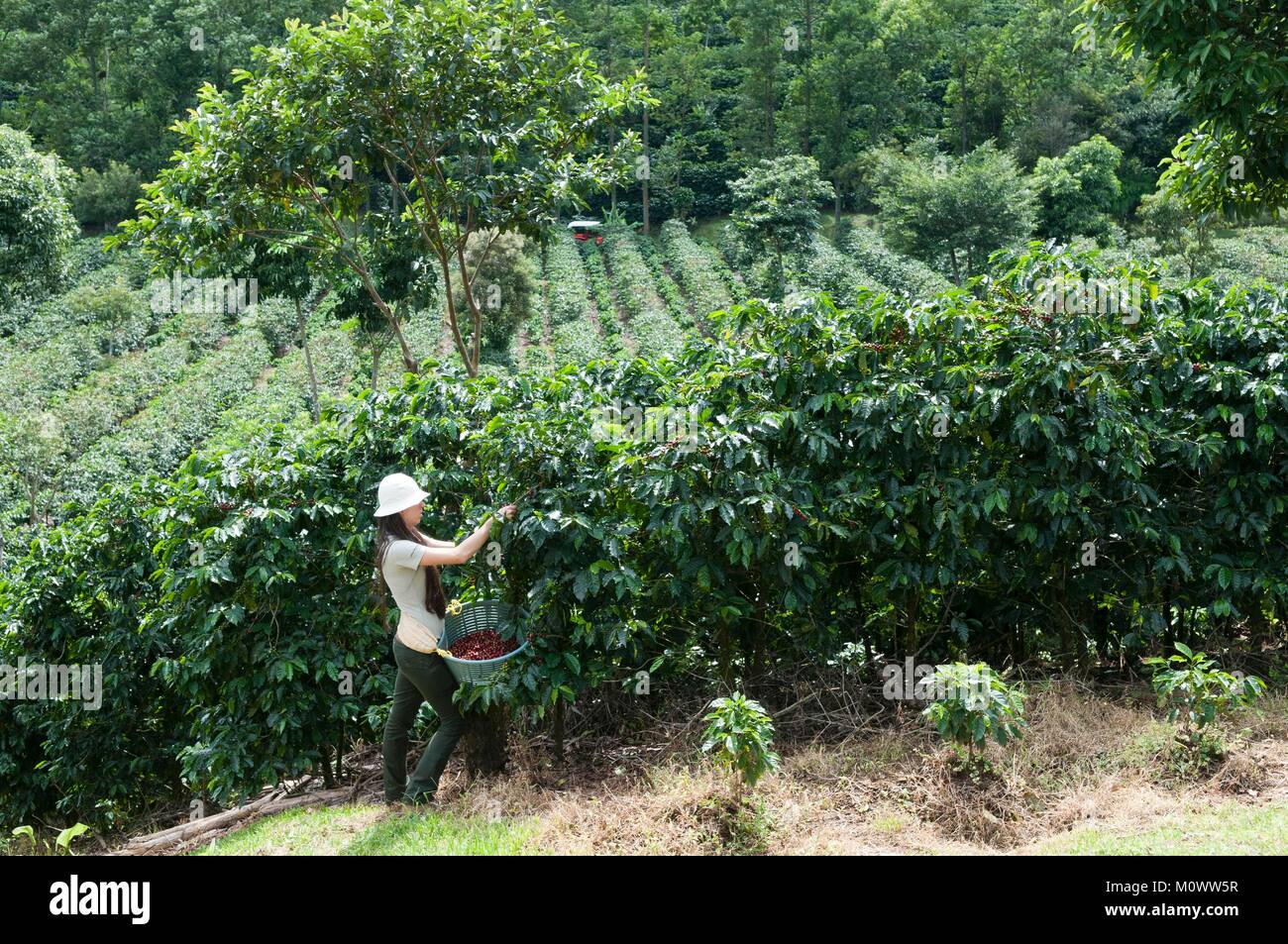 Costa Rica,Alajuela Province,Alajuela,Doka coffee plantation,picking Stock Photo