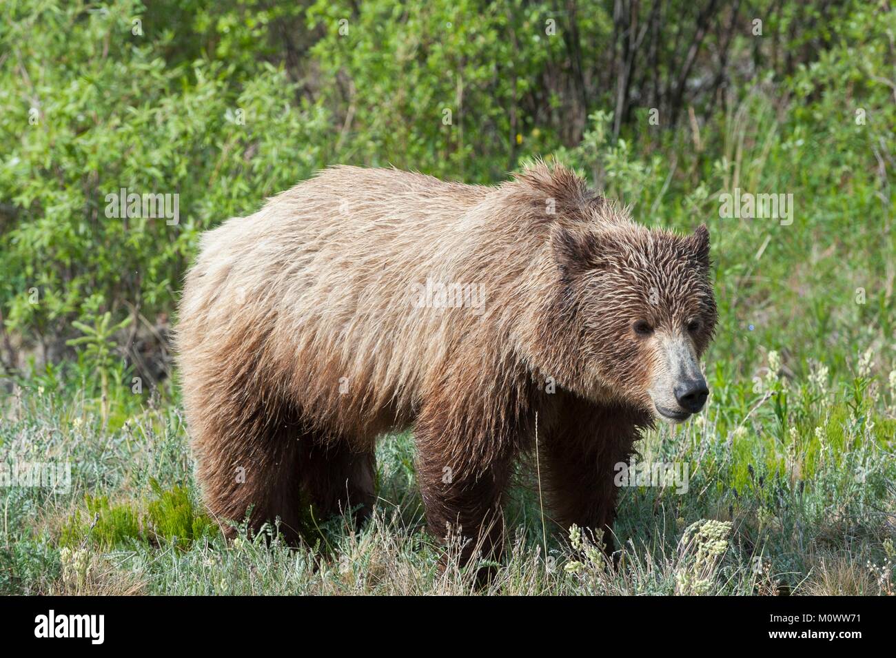 Canada, Yukon Territory, Young Grizzly Bear (Ursus horribilis Stock