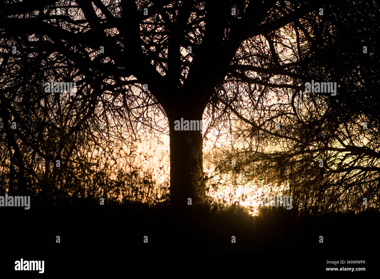 The Orchards, Shropshire, England. Stock Photo