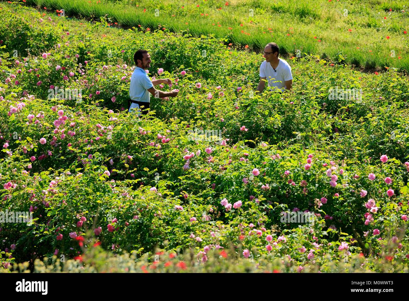 France,Alpes Maritimes,Grasse,Sebastien Rodriguez,producer of rose de