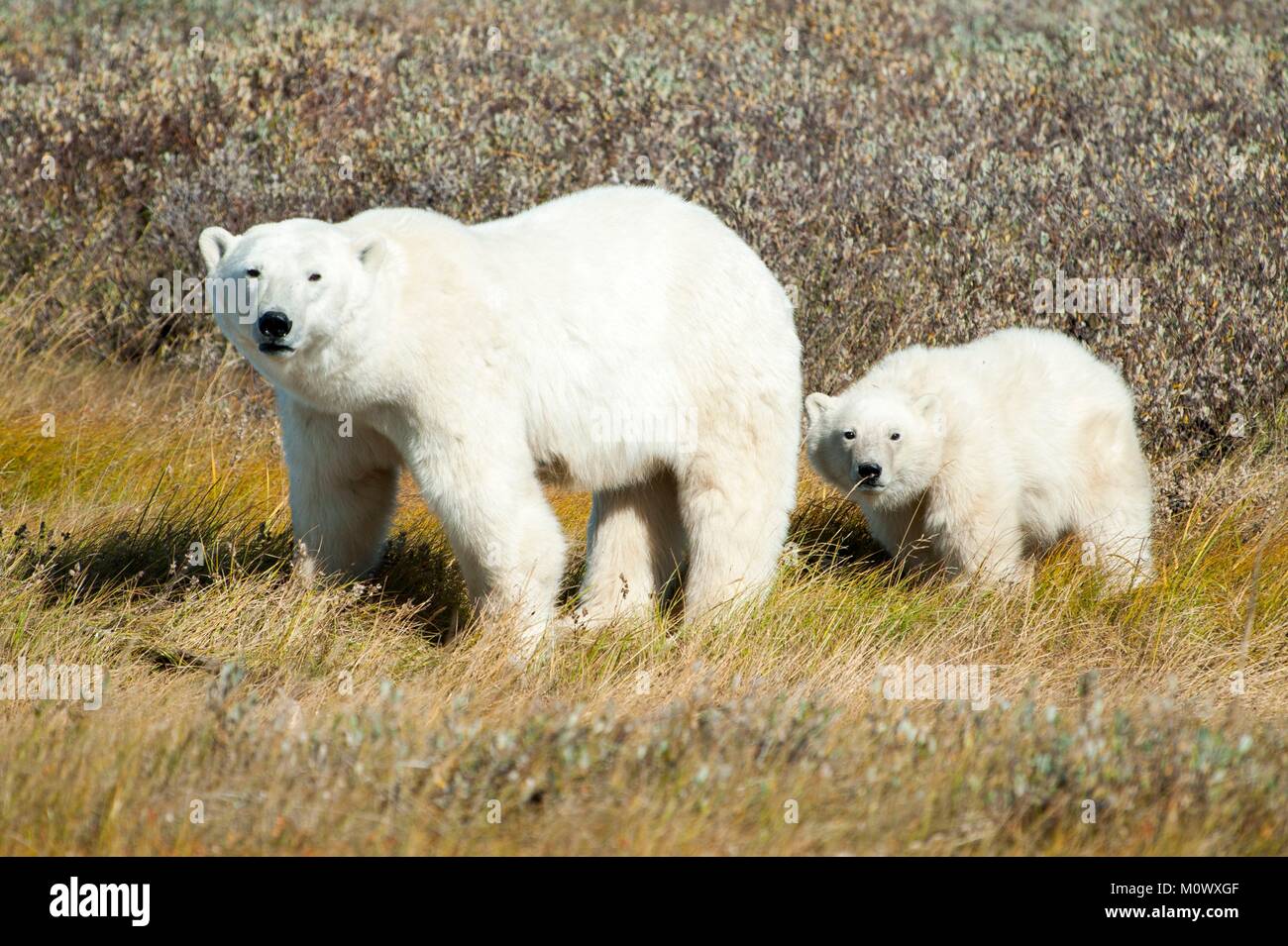 Canada, Manitoba Province, Hudson Bay, Polar Bear (Ursus maritimus), Female and its cub Stock Photo