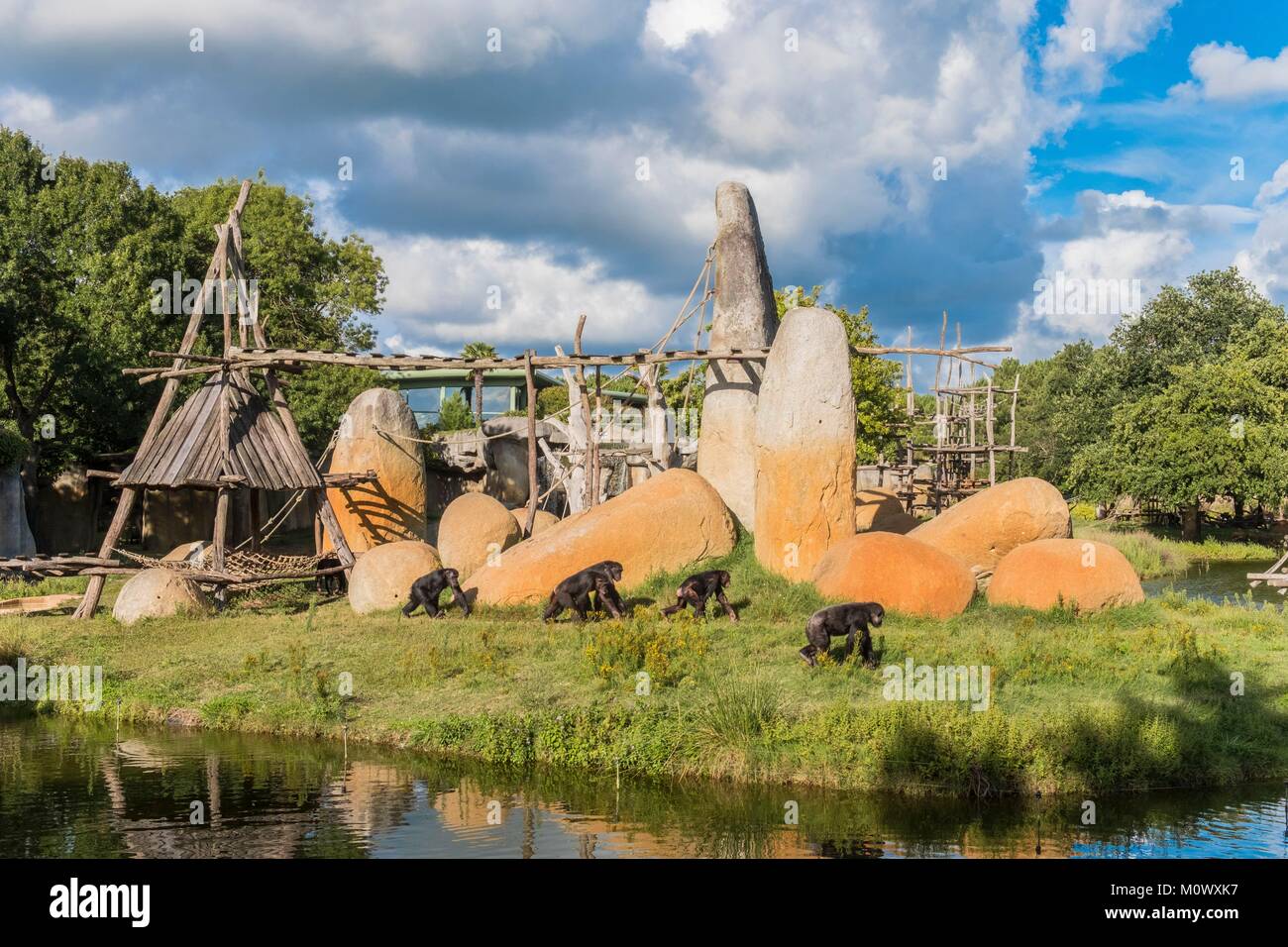 France, Charente Maritime, La Palmyre zoo, a new space for gorillas and chimpanzees Stock Photo