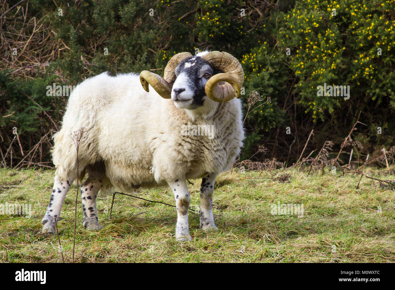 A large ram with twisted horns grazing on winter pasture in the rugged Mourne Mountains in county down in Northern Ireland Stock Photo