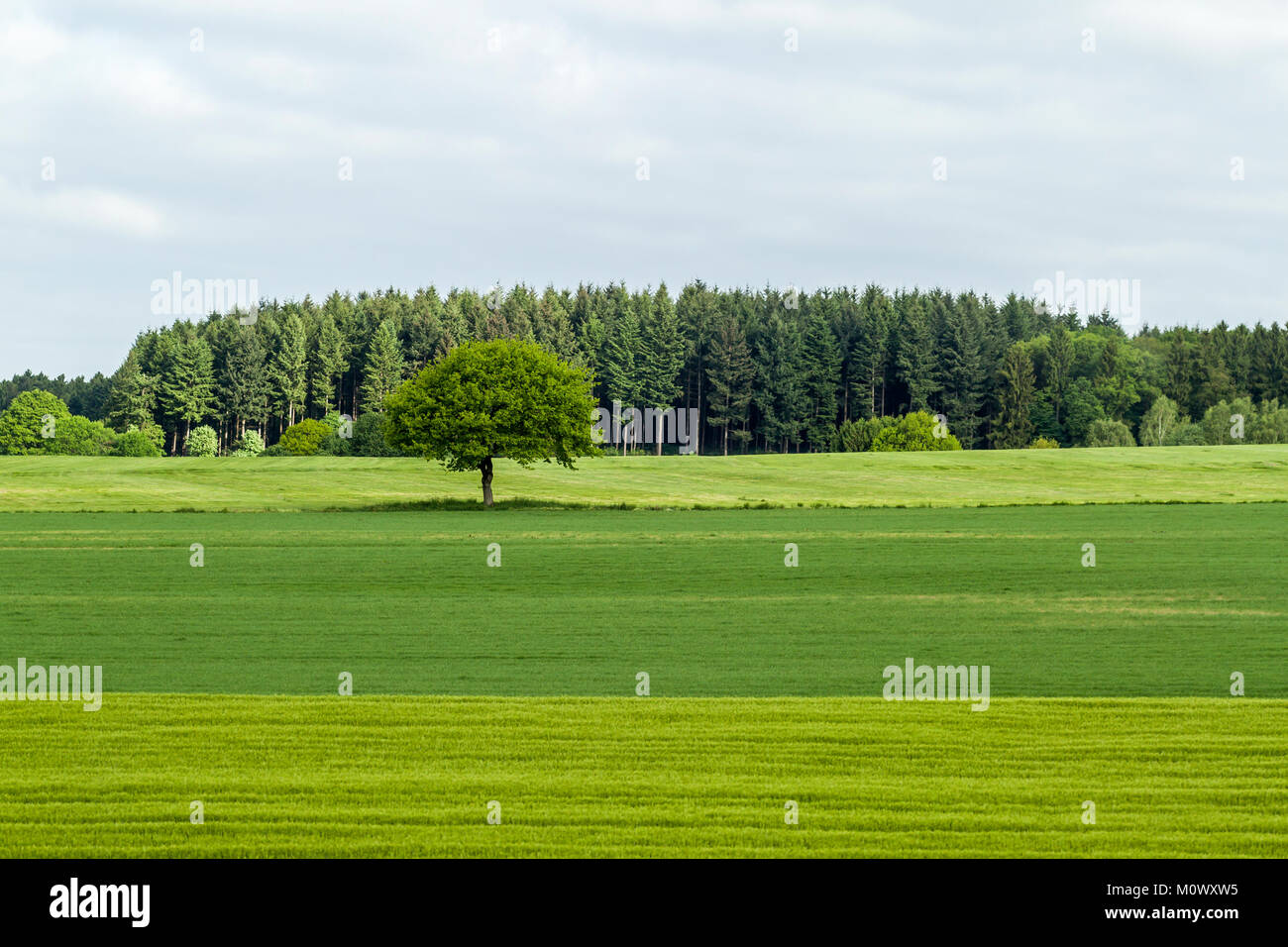 Green field and tree with blue sky and clouds Stock Photo - Alamy