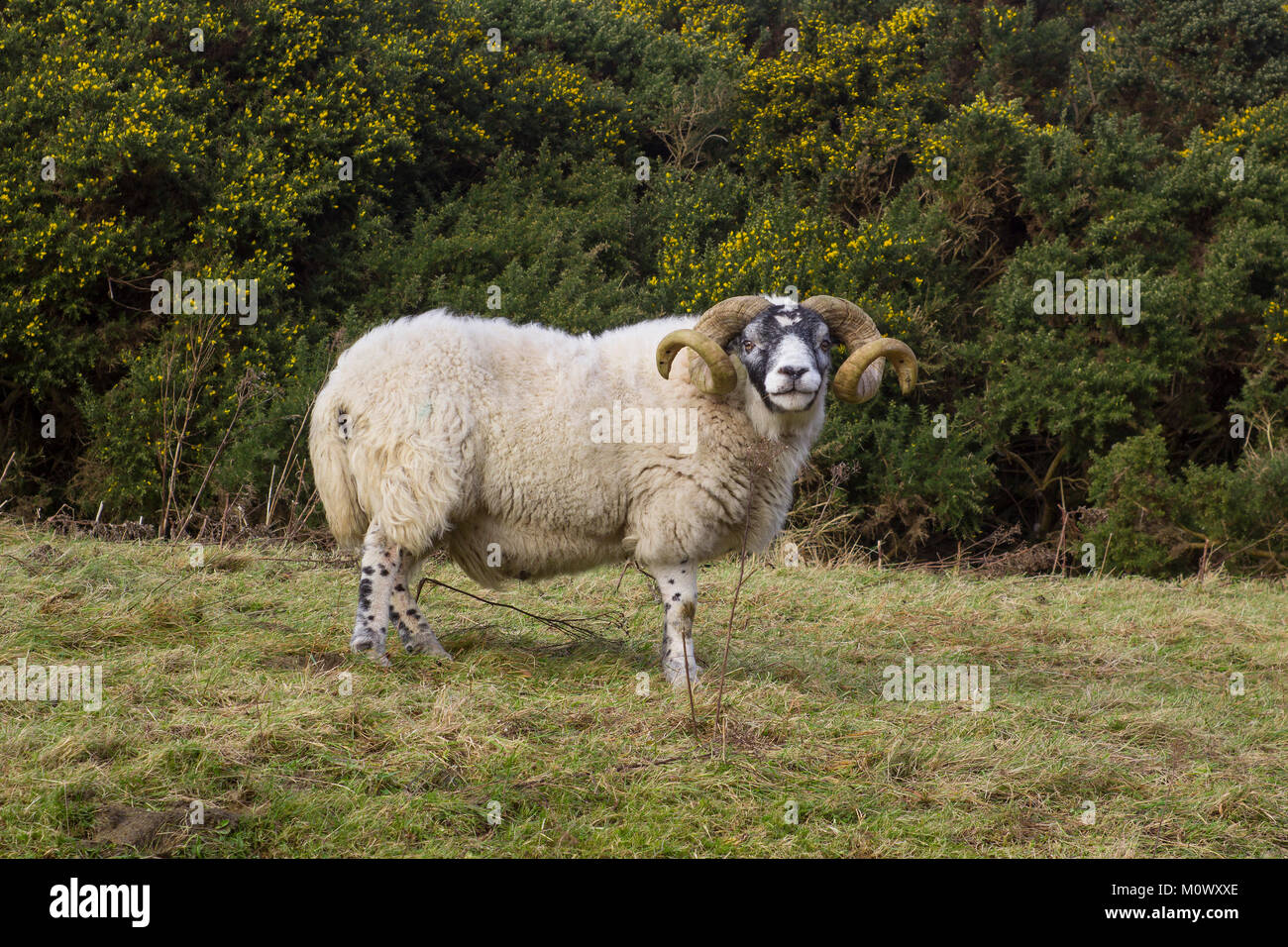 A large ram with twisted horns grazing on winter pasture in the rugged Mourne Mountains in county down in Northern Ireland Stock Photo