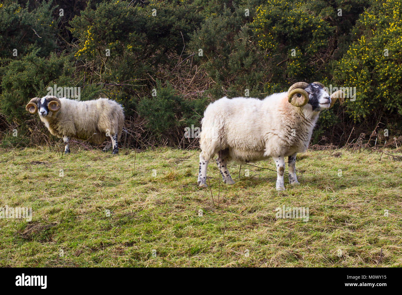 A large ram with twisted horns grazing on winter pasture in the rugged Mourne Mountains in county down in Northern Ireland Stock Photo