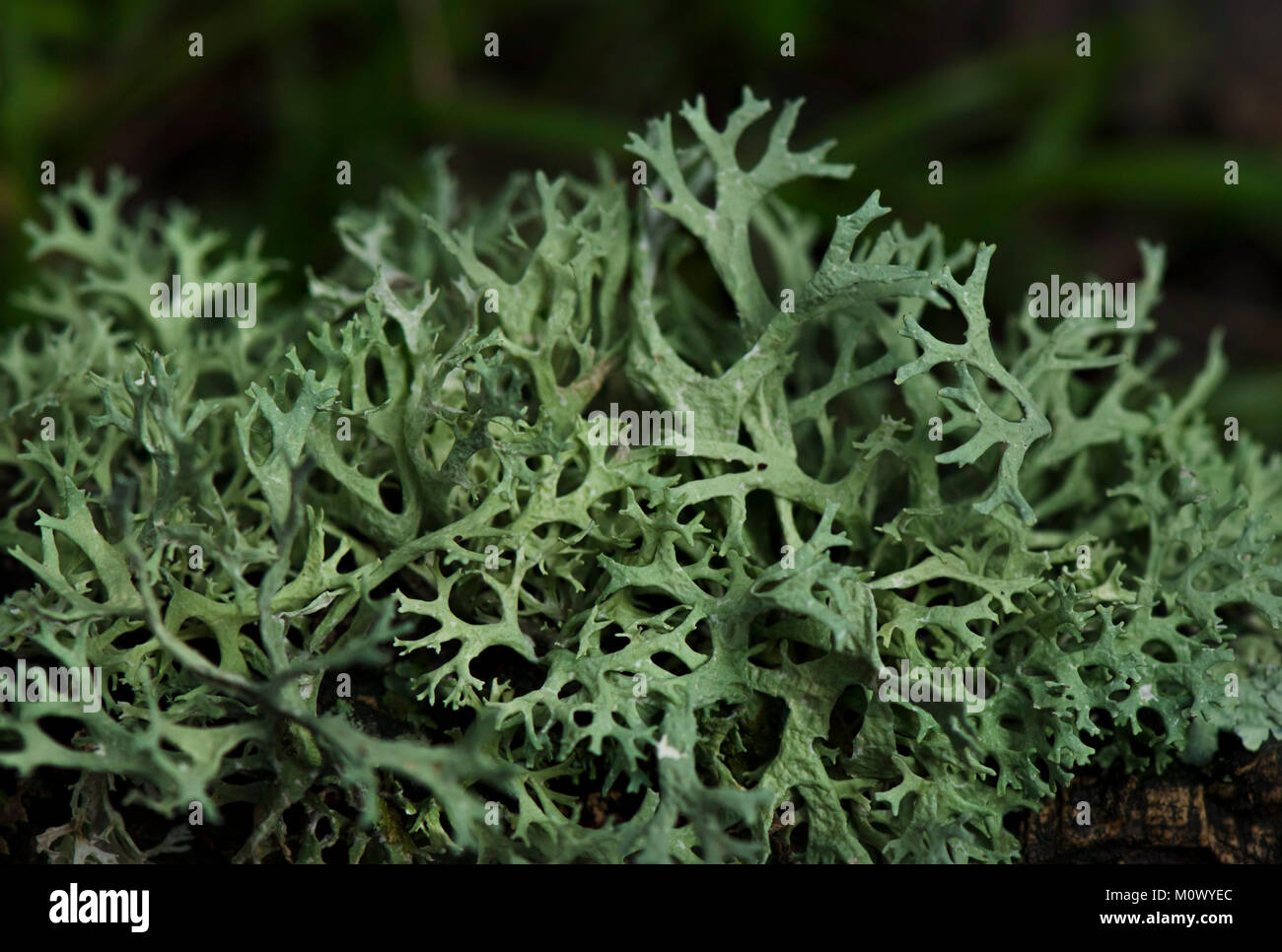 Large foliose lichens, Thallus type foliose, macrolichen, Andalusia, Spain Stock Photo