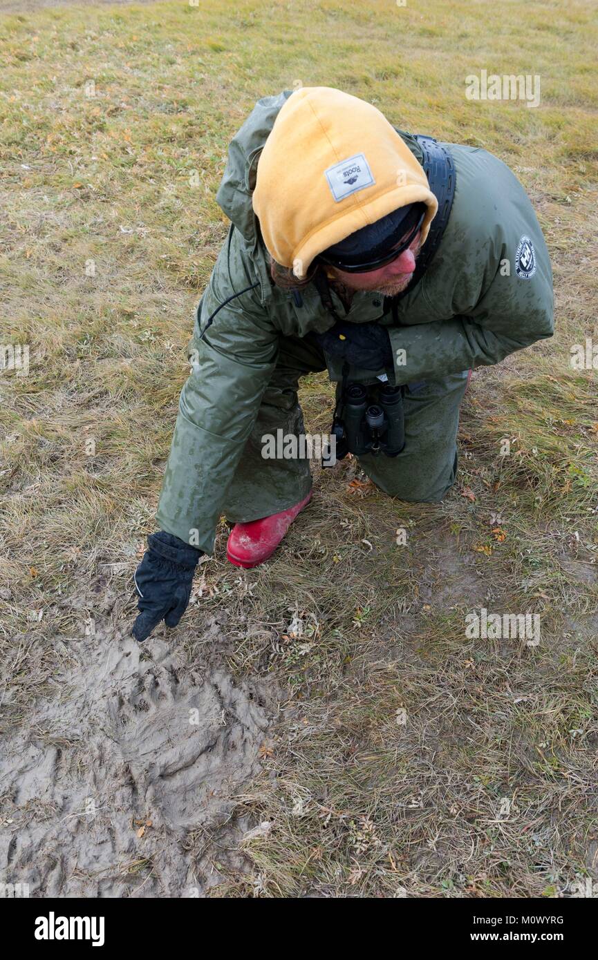 Canada,Manitoba Province,Hudson Bay,footprint of a polar bear (Ursus maritimus) Stock Photo