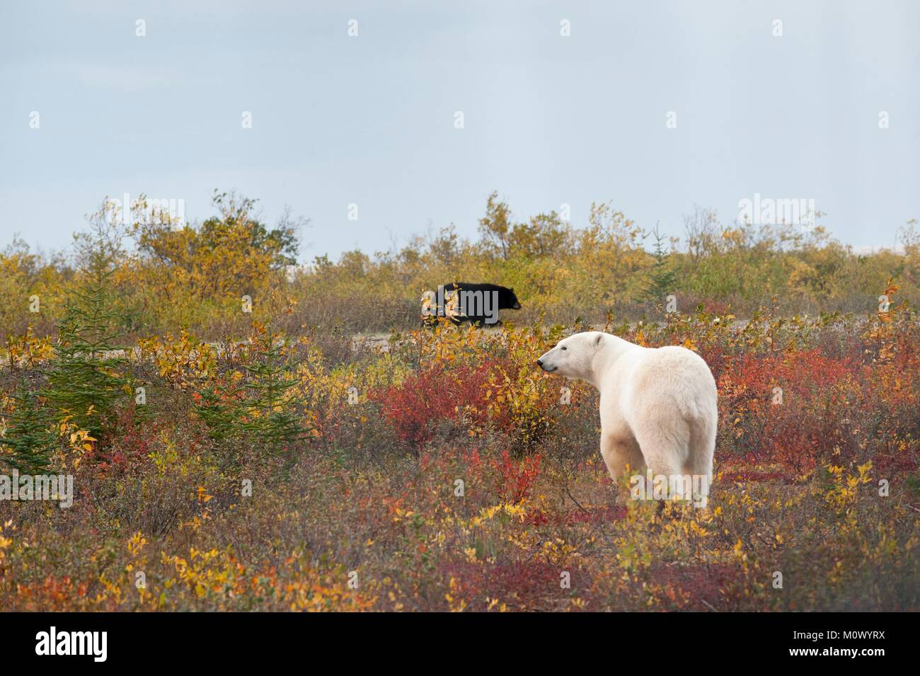 Canada, Manitoba Province, Hudson Bay, Polar Bear (Ursus maritimus) crossing a Black Bear (Ursus americanus) Stock Photo