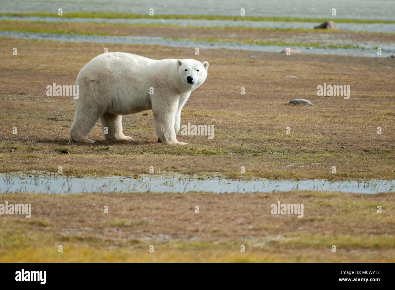 Canada, Manitoba Province, Hudson Bay, Polar Bear (Ursus maritimus) Stock Photo