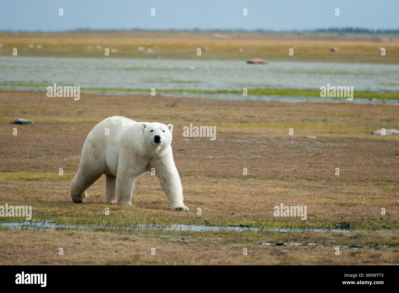 Canada, Manitoba Province, Hudson Bay, Polar Bear (Ursus maritimus) Stock Photo