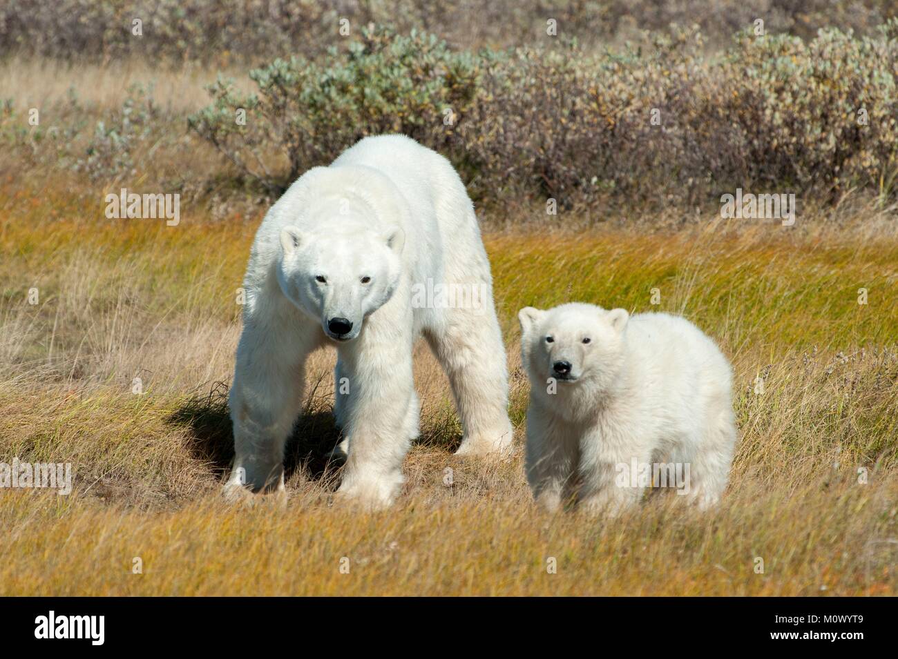 Canada, Manitoba Province, Hudson Bay, Polar Bear (Ursus maritimus), Female and its cub Stock Photo