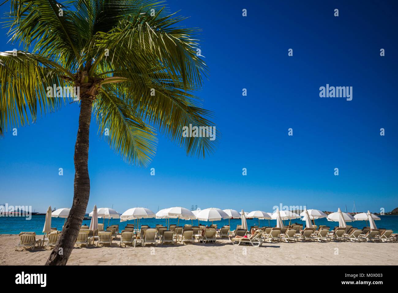 Netherlands,Sint Maarten,Philipsburg,Philipsburg Beach,palm tree Stock Photo