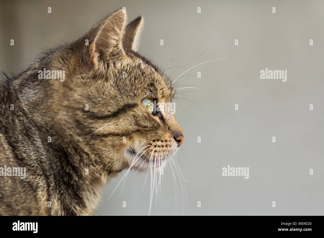Portrait of a cat close-up. Pet animal Stock Photo - Alamy