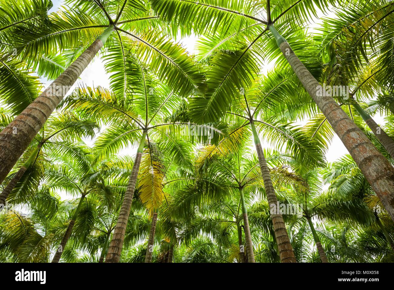 St. Kitts and Nevis,St. Kitts,Molineux,palm tree Stock Photo