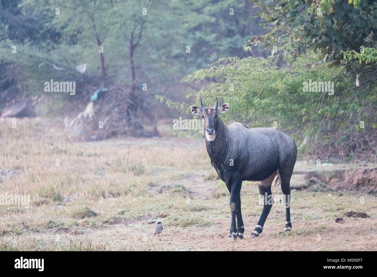 India, Rajasthan, Ranthambore National Park, Nilgai or blue bull (Boselaphus tragocamelus), male adult Stock Photo