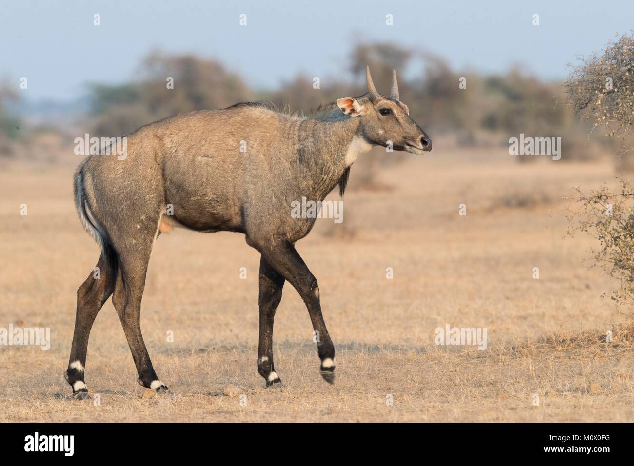 India, Rajasthan, Bikaner, Nilgai or blue bull (Boselaphus tragocamelus
