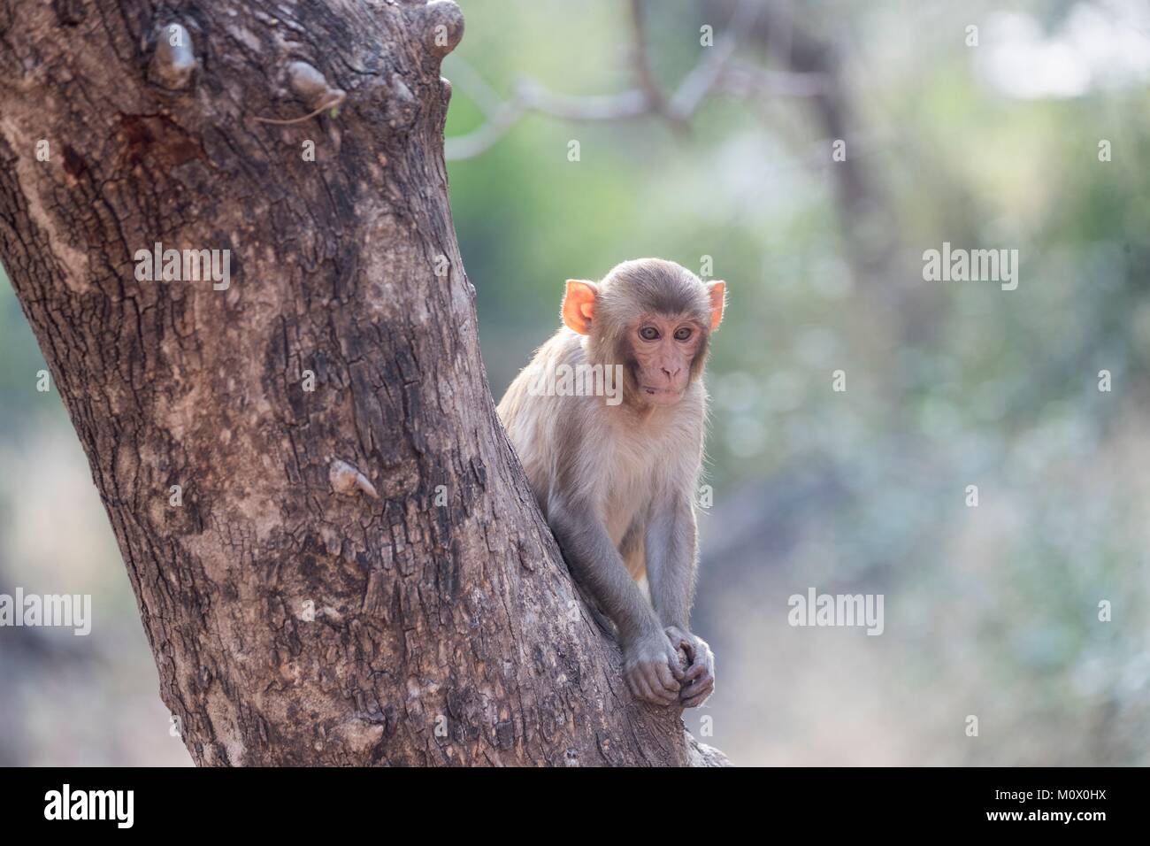India, Rajasthan, Ranthambore National Park, Rhesus macaque or Rhesus ...