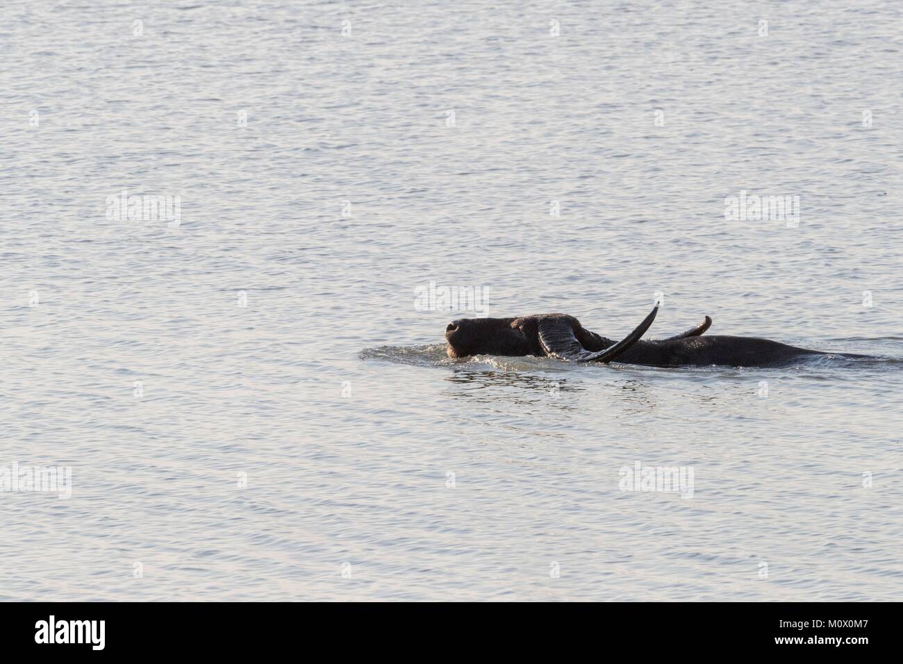 India, State of Assam, Kaziranga National Park, Water buffalo or Wild Asian  water buffalo (Bubalus bubalis), resting in the water Stock Photo - Alamy