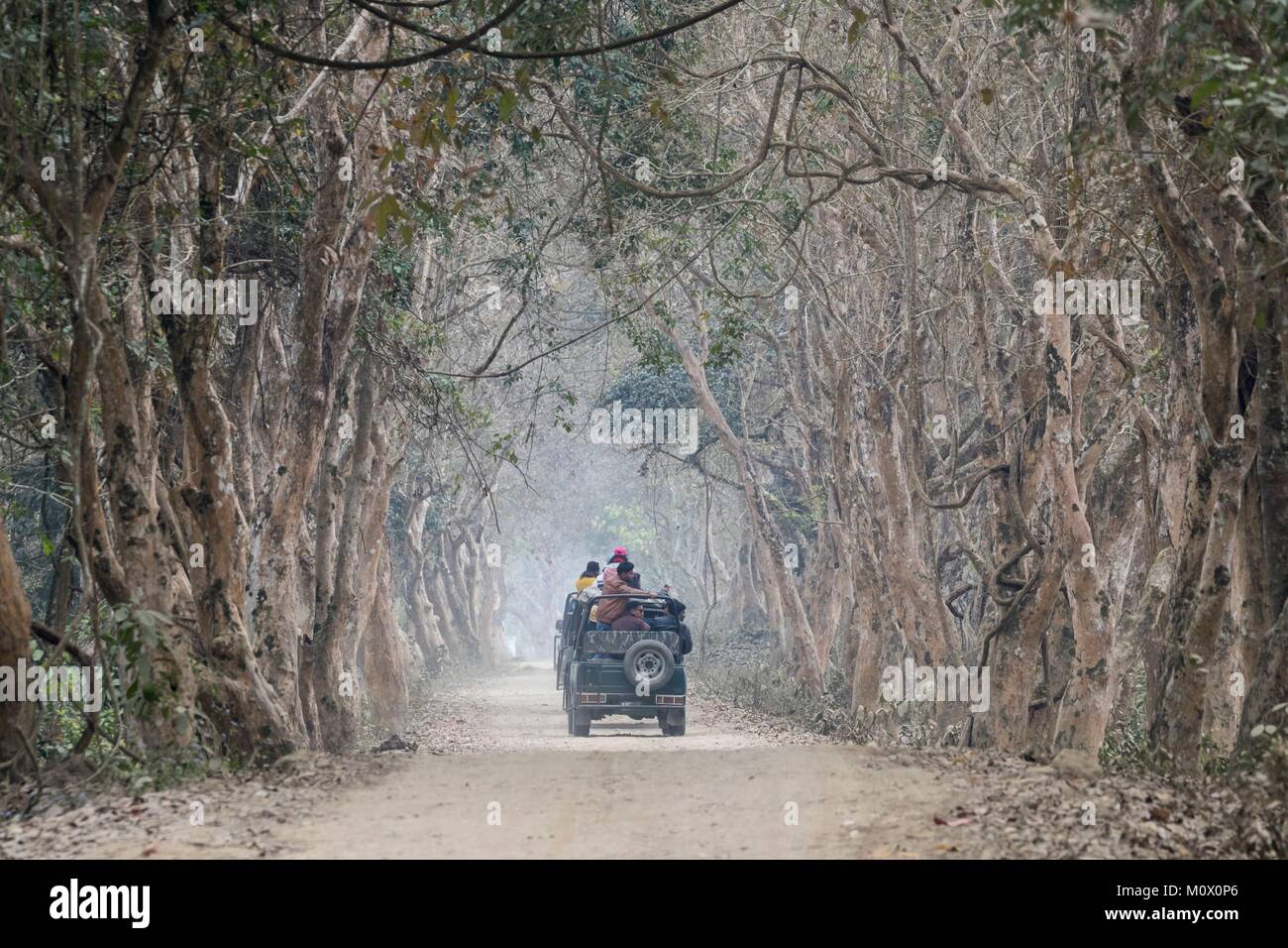 India,State of Assam,Kaziranga National Park,trail in a tree lane,safari in the park Stock Photo
